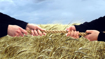 В Кущевской наследники Цапков отжимают сельхозполя и урожай для Украины