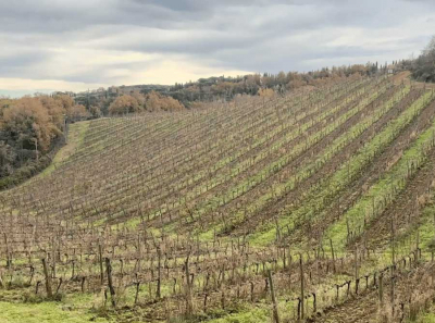 Медведев, Елисеев, Dockell и Furcina: офшорная сеть для контроля тосканских виноградников через Петербург и Кипр