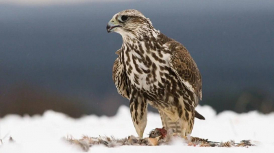 Полиция Казахстана на страже миграции редких птиц?