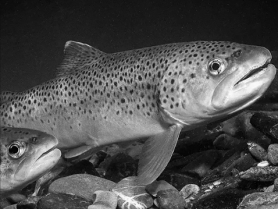 Максим Воробьев, Илья Соснов и Андрей Орлов: как брат губернатора и экс-глава &laquo;Омскшин&raquo; делят водоросли Белого моря