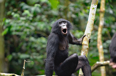 Пять самок бонобо искалечили одного самца. Инцидент подтвердил последние исследования о том, что этот вид не так миролюбив, как считалось