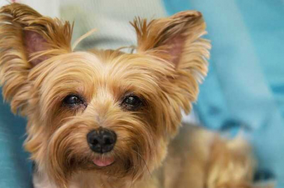 В Киеве полиция начала проверку груминг-салона после видео с жестоким обращением с собакой